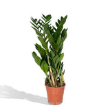 Zamioculcas Zamiifolia - Palmier émeraude - Ø17cm - ↕70cm