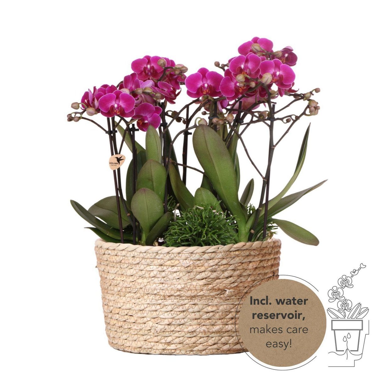 Orchidées Kolibri dans un panier en osier élégant