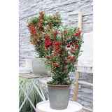 Plante Pyracantha coccinea aux baies rouges