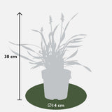 Liriope muscari ‘Ingwersen’ – Ø14cm – ↕30cm