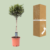 Olea olive - Ø22cm - ↕90cm