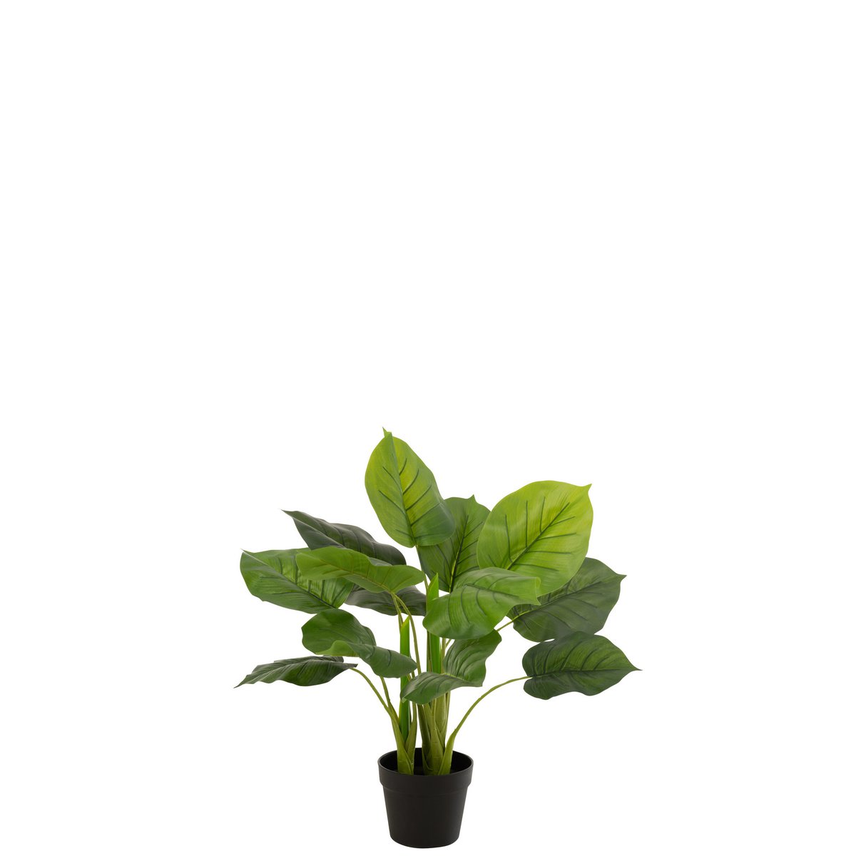 Plante Pothos J-Line dans un salon moderne, ajoutant une touche de verdure