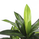 Plante artificielle Dracaena Vert