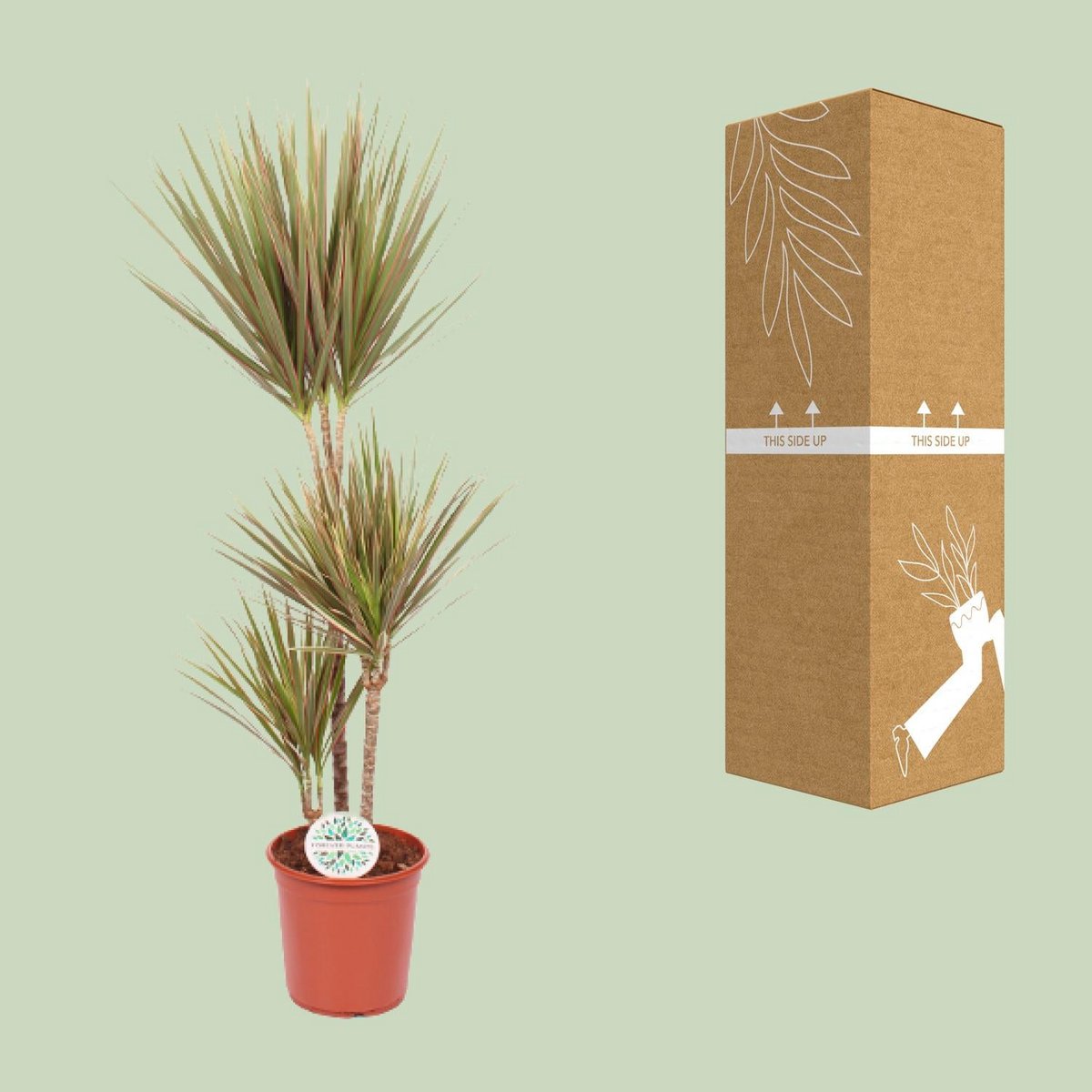 Image de diapositive