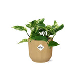Plante artificielle Scindapsus Reine de marbre jaune