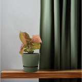 Syngonium Neon en pot 12 cm