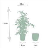 Ficans Danielle Danielle - ↨95cm - Ø21cm + pot.