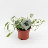 Epipremnum Marble Variegata - Ø12cm - ↕20cm