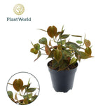 Philodendron grimpant «Shining» - Ø12cm - ↕25cm