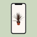 Plante Cordyline Australis rouge