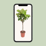 Ficus lyrata - Ø27cm - ↕120cm