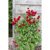 Lot de 3 roses Crazy in Love orange-rose Ø15 cm hauteur 65 cm