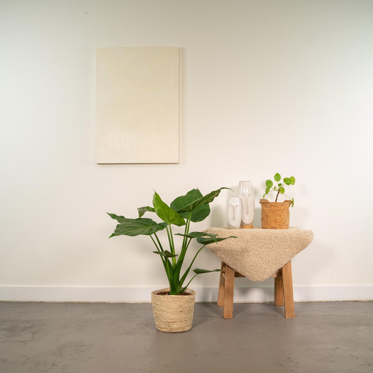 Plante alocasia cucullata oreille d'éléphant Ø19 cm 65 cm