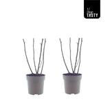Ficus Bornholm - Plante d'intérieur élégante en pot de 15 cm