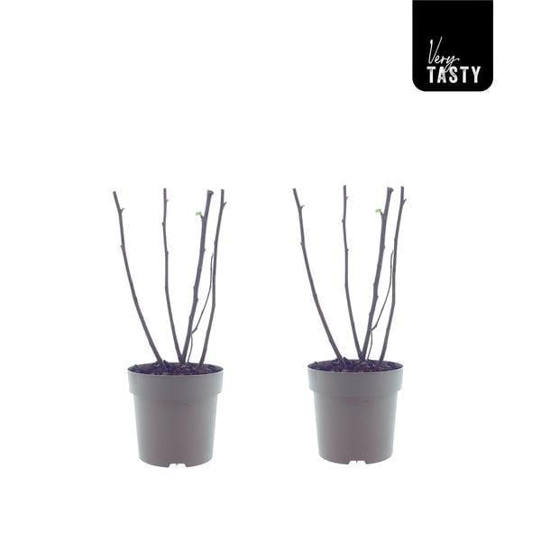 Ficus Bornholm - Plante d'intérieur élégante en pot de 15 cm