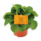 Babaria Rane Verde - Ø11cm - ↕15cm