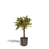 Ficus Elastica Melany Stam - ↨90cm - Ø21cm + Pot May