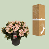 Betulia Light 19cm Decorum extérieur - Ø19cm - ↕35cm