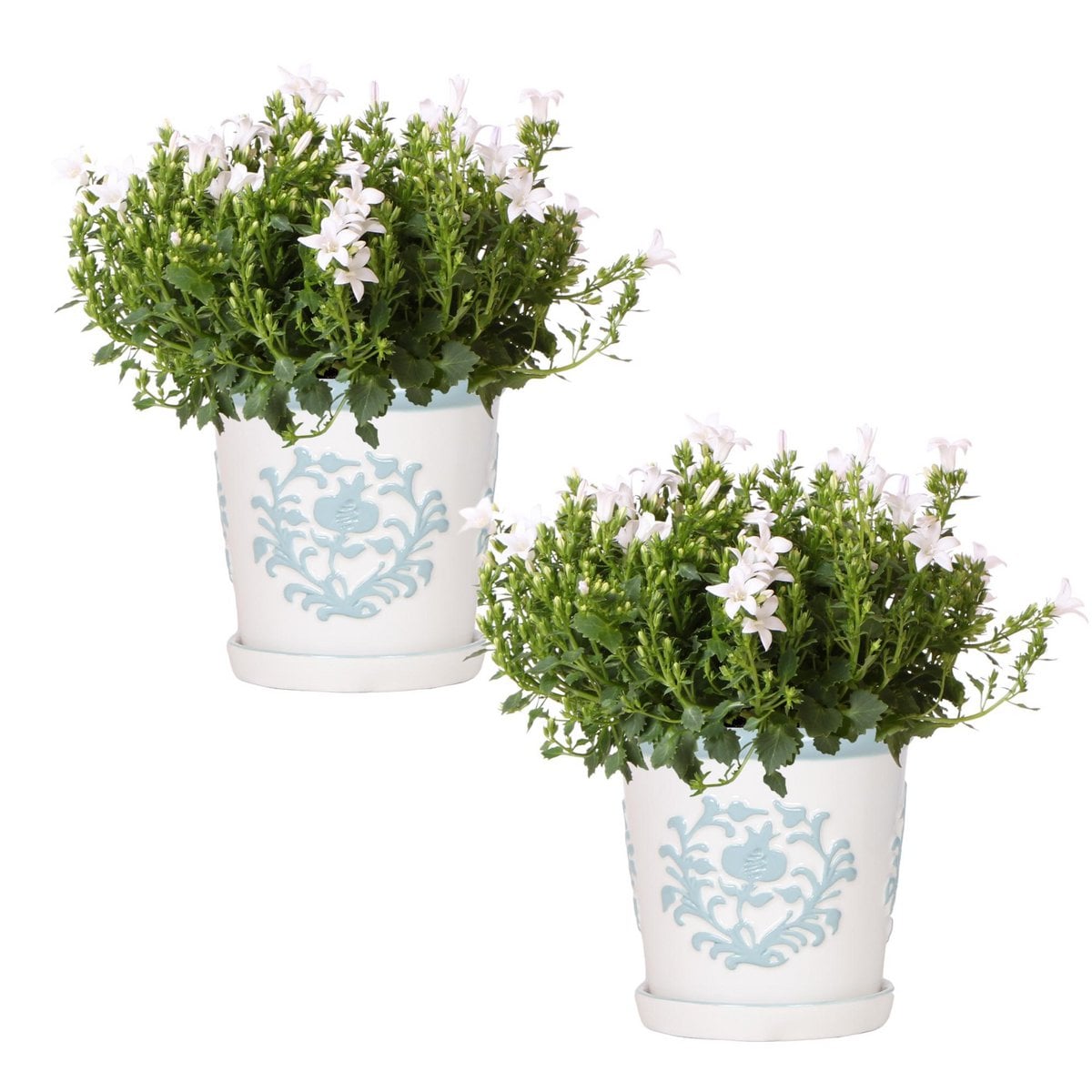 Campanula Addenda Ambella White dans un pot décoratif élégant de 12 cm