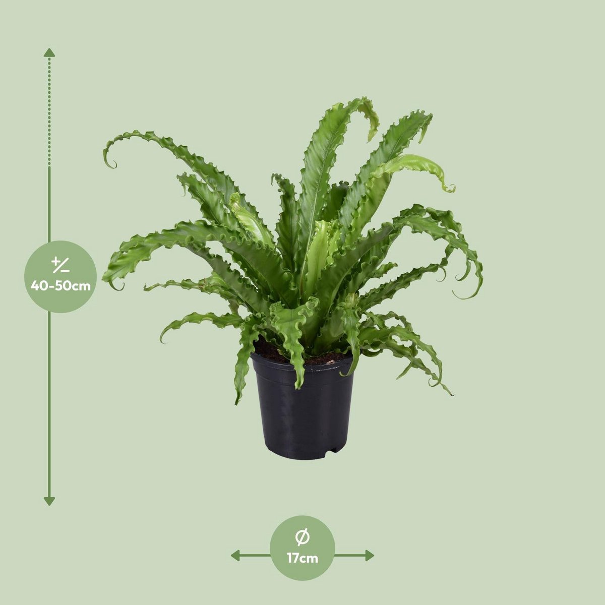 Begonia Old Osaka - Ø1117cm - ↕45cm