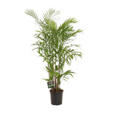 Chamaedorea sefits - Ø27cm - ↕160cm