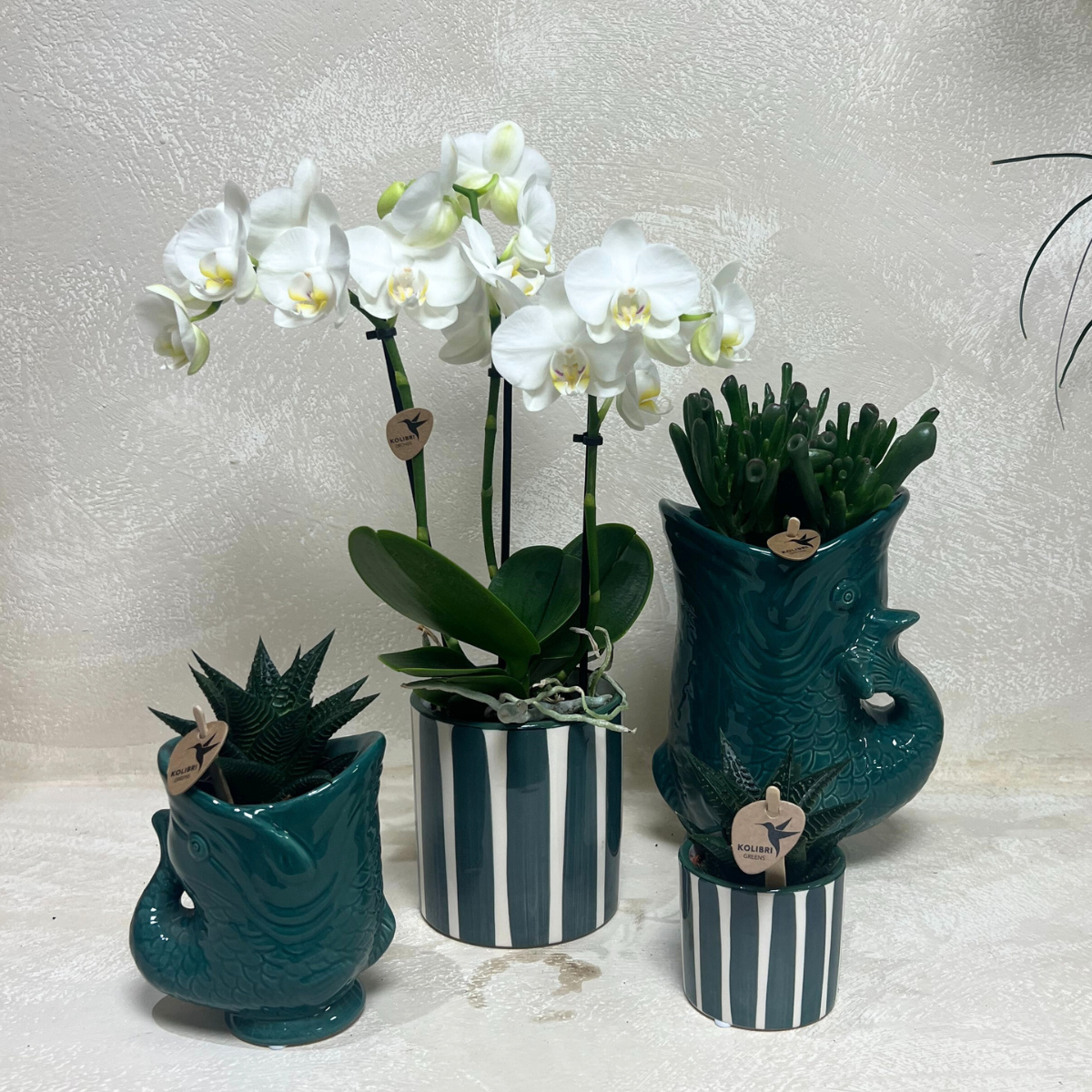 Lot de 2 orchidées blanches et succulentes en céramique