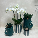 Lot de 2 orchidées blanches et succulentes en céramique