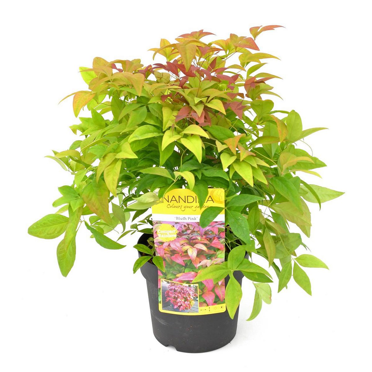 Nandina Dom. 'Blush Pink' - Plante élégante avec feuillage délicat