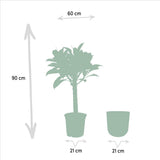 Ficus Elastica Melany Stam - ↨90cm - Ø21cm + Pot May