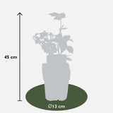 4x - Rubus 'Autumn' Mix - ↨45cm - Ø13