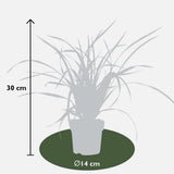 5x - Carex Mix - ↨30cm - Ø14