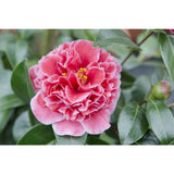 Camellia jap. 'Volunteer' - Ø13cm - ↕20cm