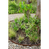 3x - Carex Brunnea 'variata' - ↨30cm - Ø14