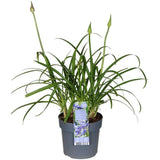 Agapanthus 'Ever Sapphire' - Ø19cm - ↕30cm