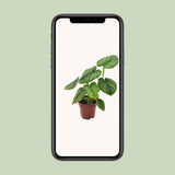 Philodendron Mère - Ø12cm - ↕25cm