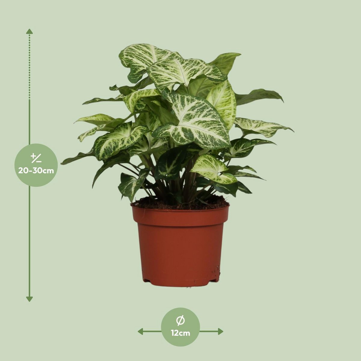 Flèche de syngonium - Ø12cm - ↕25cm