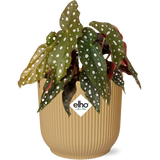 Plante Begonia Maculata en pot jaune pliant Elho Vibes 14 cm