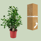 Clusia Rosea Princess - Ø27 ↕90