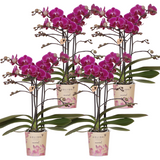 Lot de 4 orchidées Phalaenopsis violettes en pot Ø9 cm