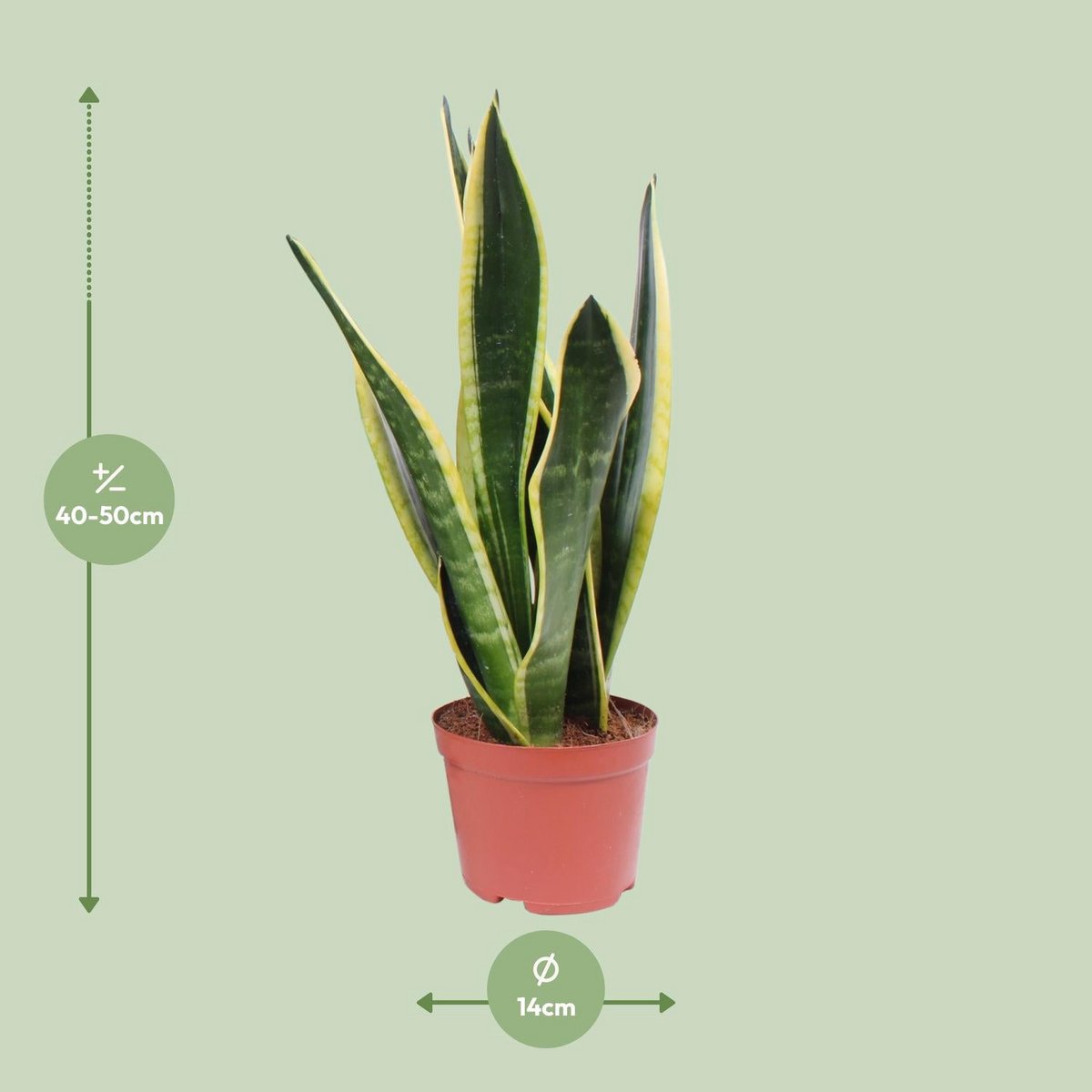 Sansevieria Superba noire Ø14 cm