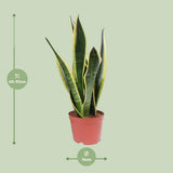 Plante artificielle Sansevieria Superba noire Ø14 cm