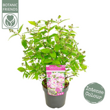 Deutzia 'Raspberry Sundae' - Ø19cm - ↕30cm