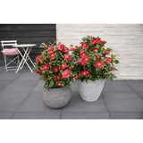 Camellia jap. 'Dr. King '- Ø29cm - ↕90cm