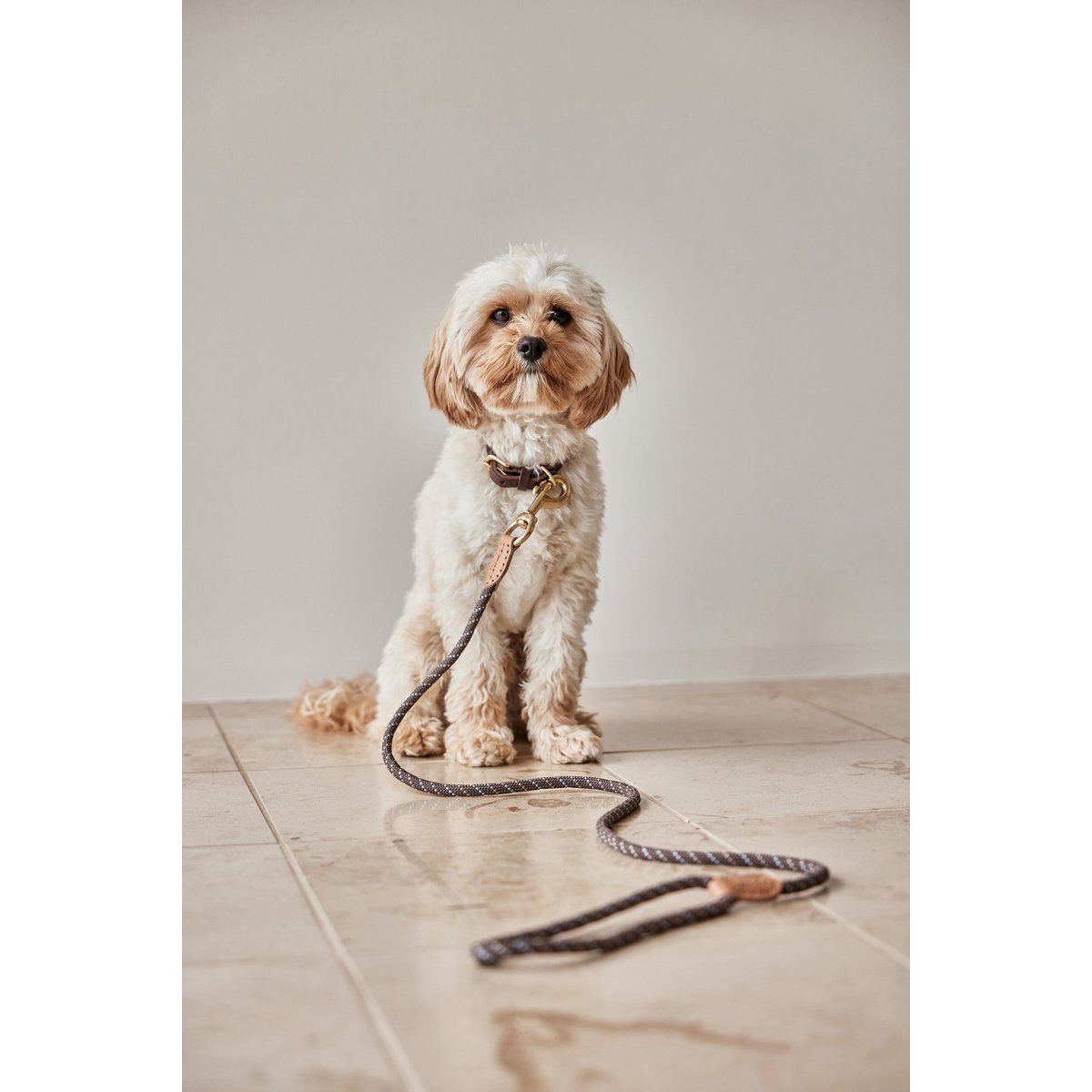 Laisse pour chien Perry - S/M