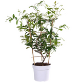 Trachelospermum 'Star of Toscana' - Tuscan Jasmine Geel - Ø15cm - ↕65cm