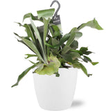 Plante artificielle Platycerium bifurcatum en pot blanc Ø17 cm