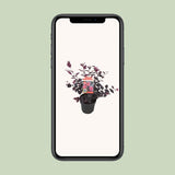 Plante loropetalum ever red 15 cm