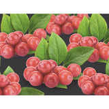 Vaccinium Corymbosum Berry rose - Plante élégante avec baies délicates