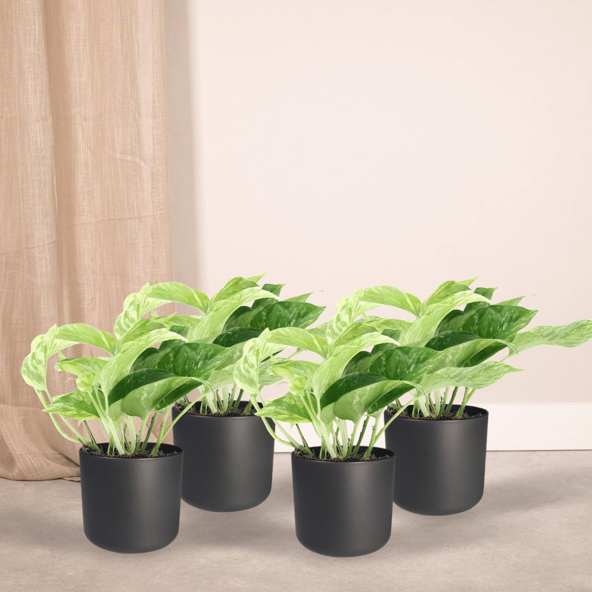 Epipremnum Marble Queen - 4 pièces - ø12cm - ↕15cm