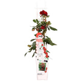 Rose Crazy in Love rouge Ø15 cm